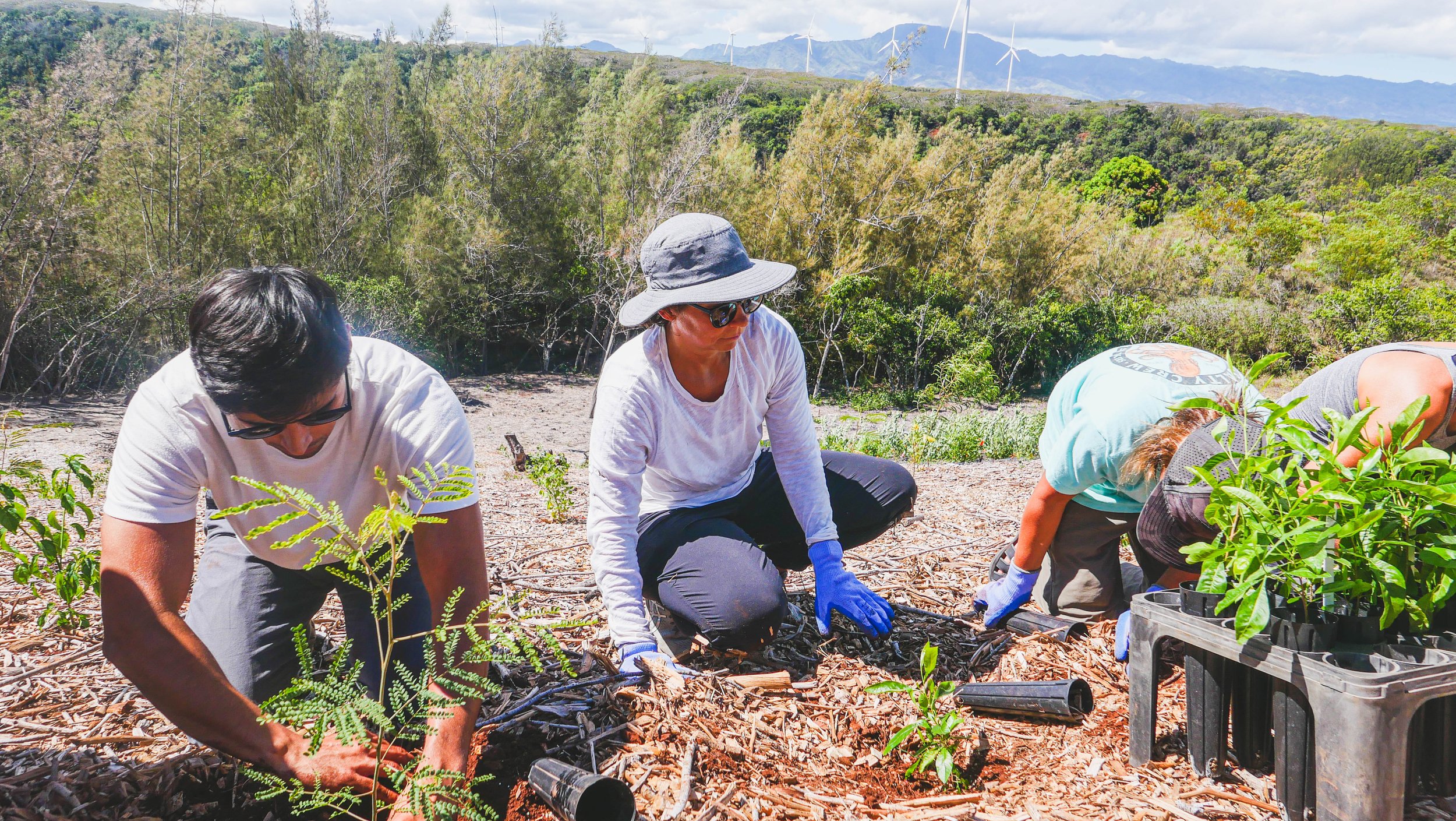 Community volunteers at Waimea Valley Hawaii working together on environmental and community development projects